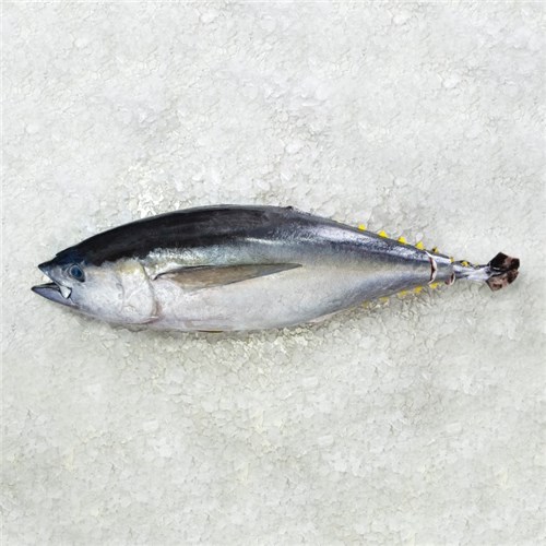 Mooloolaba Yellow Fin Tuna Whole